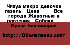 Чихуа микро девочка газель › Цена ­ 65 - Все города Животные и растения » Собаки   . Крым,Бахчисарай